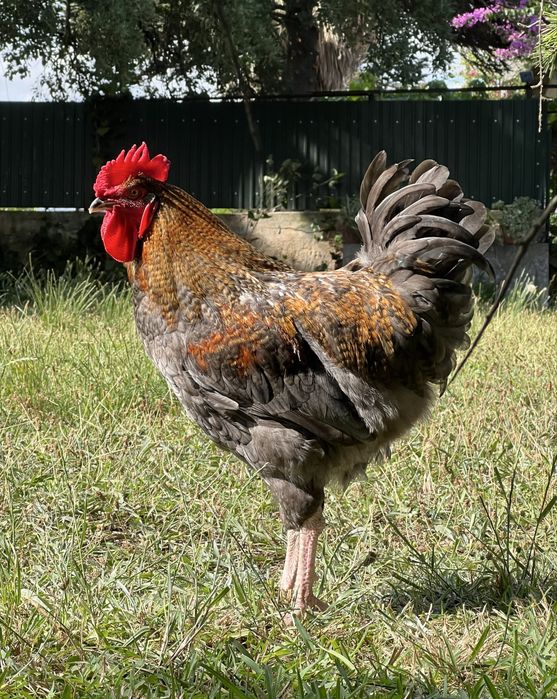Galos Olive Egger e Rhode Island Red
