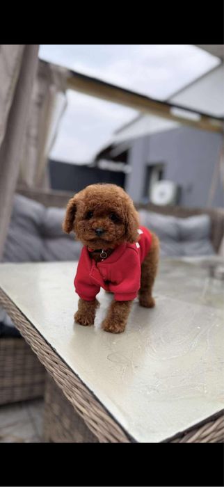 Pudel toy chłopak