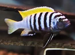 Cynotilapia afra jalo reef . Pyszczaki z Malawi