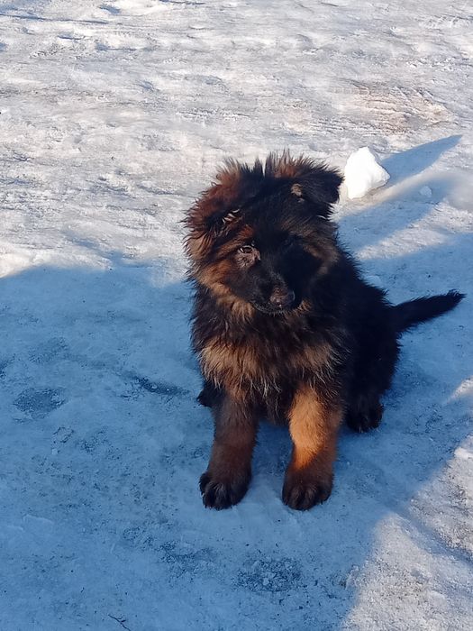 Owczarek niemiecki długowłosy suka