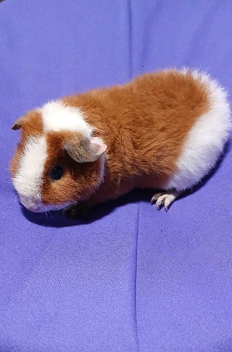 Морська свинка, тедді