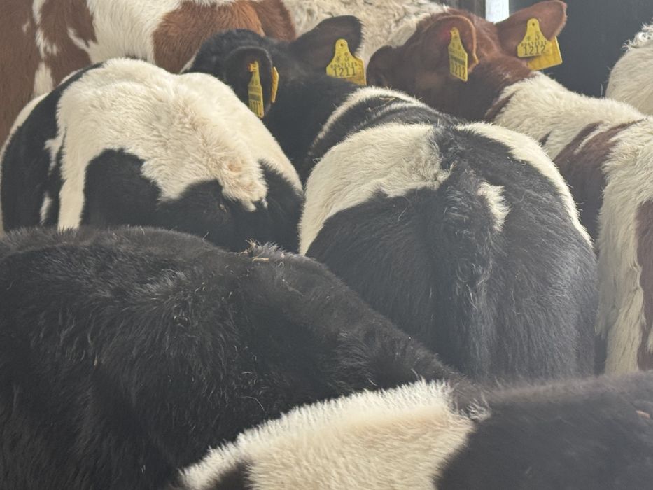 Cielaki odsadki byczki jałóweczki