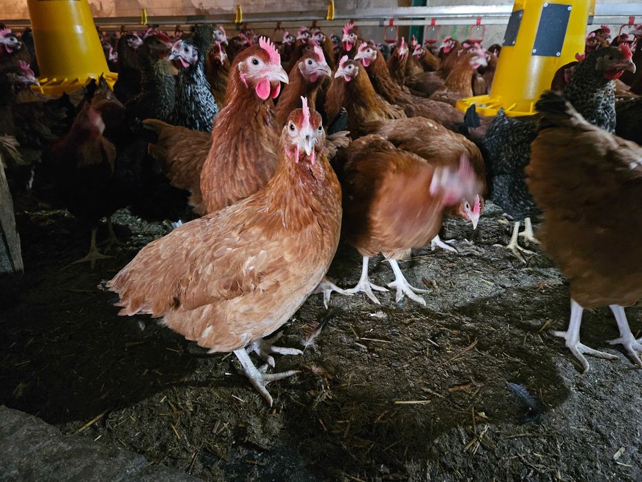 kurki kokoszki nioski rosa