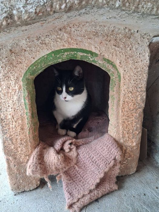 Zezinho-  gatinho jovem (6meses) para adoção