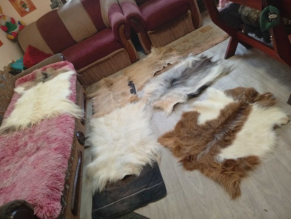 Шкури коза овечка  різні від 400грн