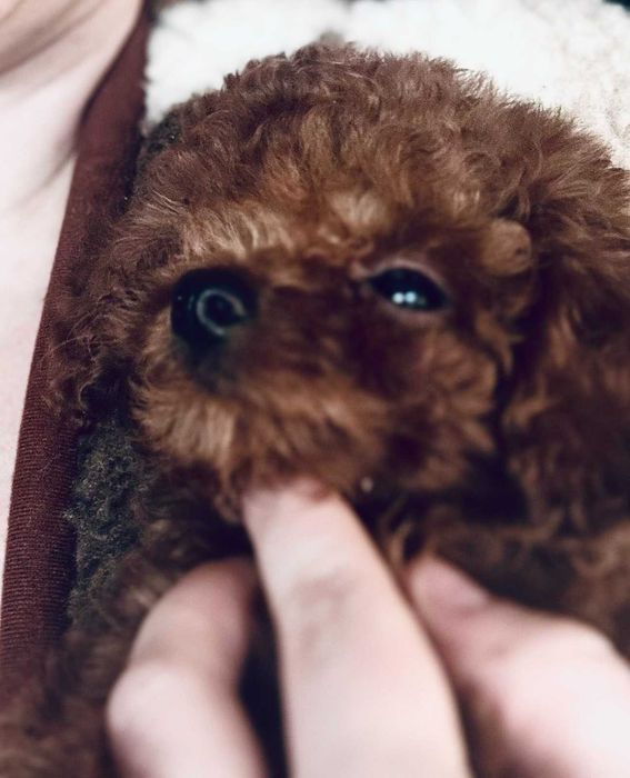 Тікап пудель дівчинка ред браун бебі фейс 5 міc