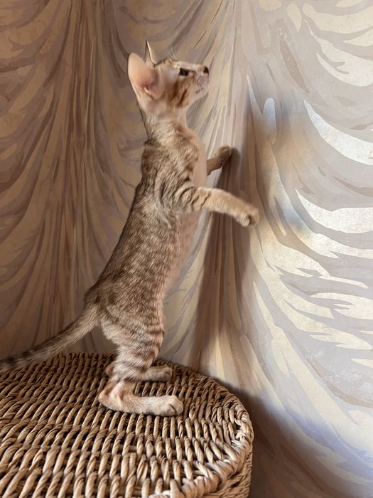 Орієнтальна тигрова дівчинка