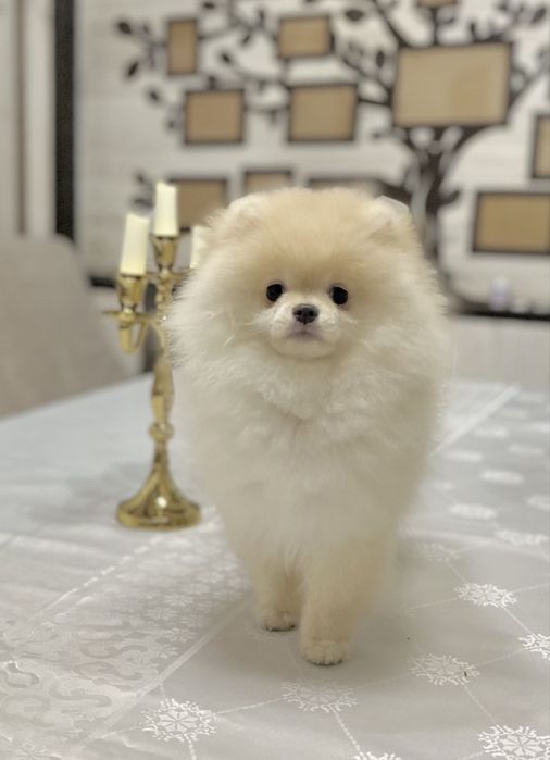 Померанський шпіц. Хлопчик. Документи.