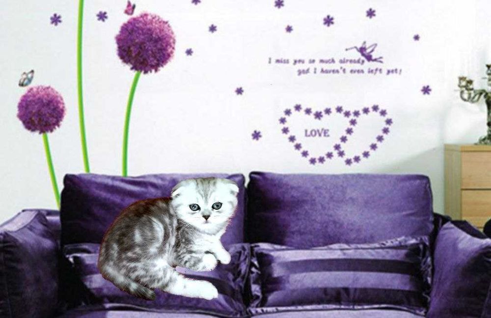 Срібна мрамурова,чистокровна.Scottish fold. Кошенята.