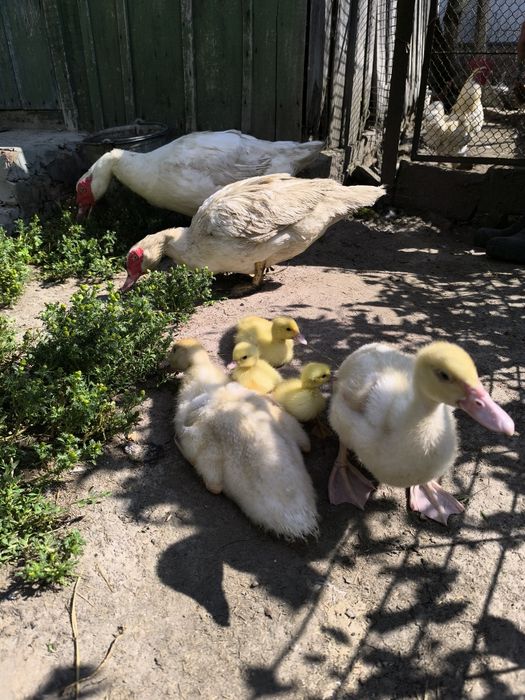 Індокачки-мускусні індокачки