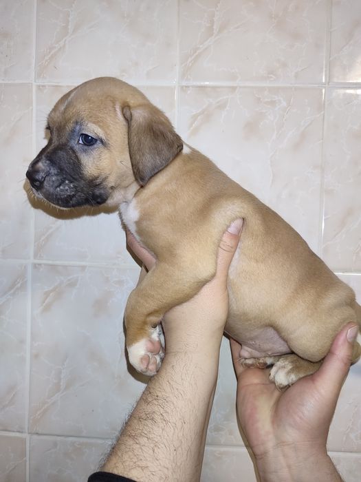 Щенки амстаф. Родились: 27.02.2026