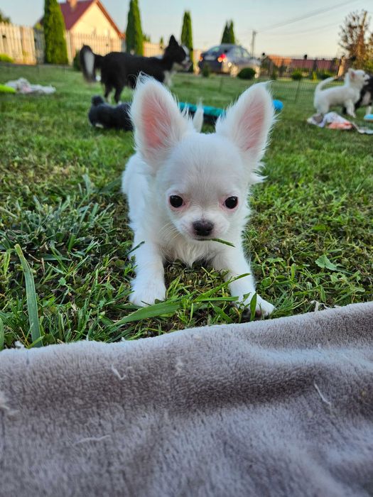 Chihuahua długowłosy biały piesek FCI