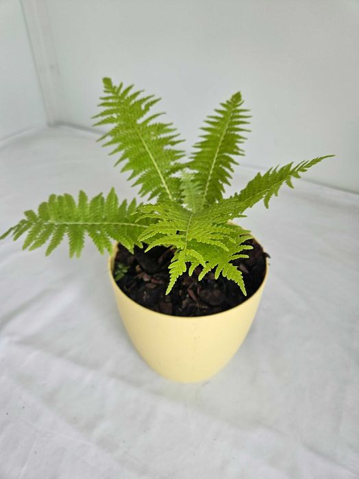 Paproć narecznica samcza 35cm C2 – ozdobna roślina + nawóz gratis