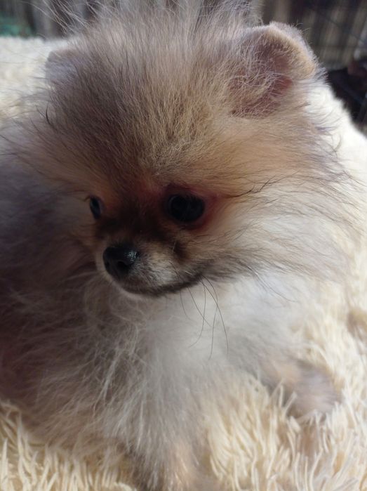 Померанський шпіц