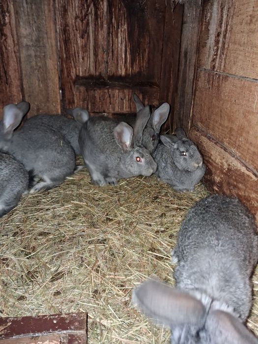 Dprzedam króliki mieszańce