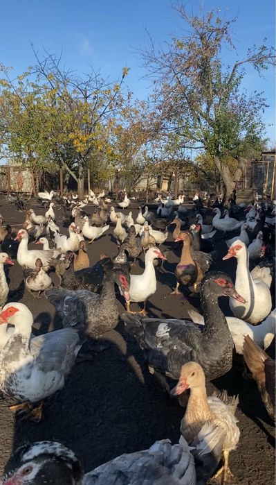 Мускусна качка (індокачка) живою вагою