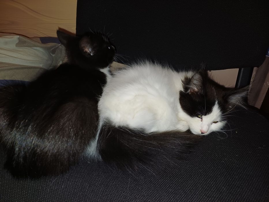 Дві киці шукают домівку