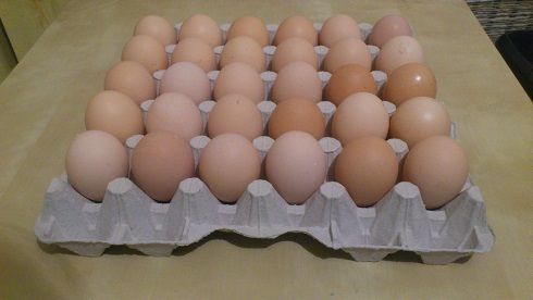 Sprzedam świeże jajka