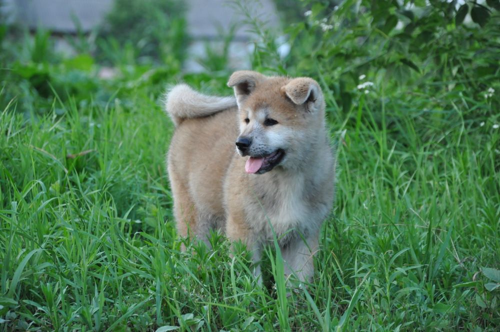 Дівчинка акіта іну японська акіта