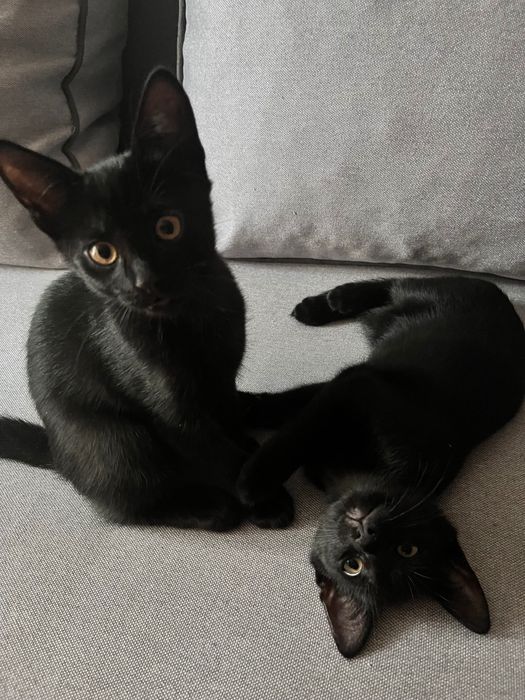 Кошенята!Віддам безкоштовно,два чорних котика чекають на своїх власників!Дуже контактні і милі!