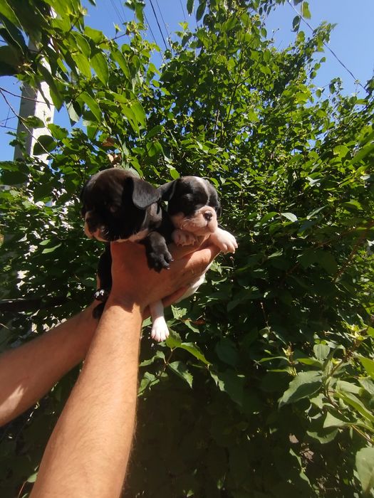 Терміново  продаються цуценята французького бульдога