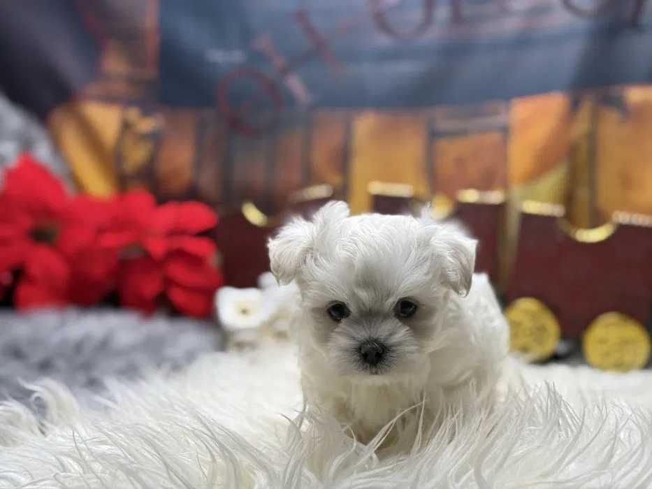 Bichon Maltês mini