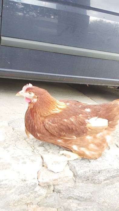 Ломан Браун,Ломан Сенді