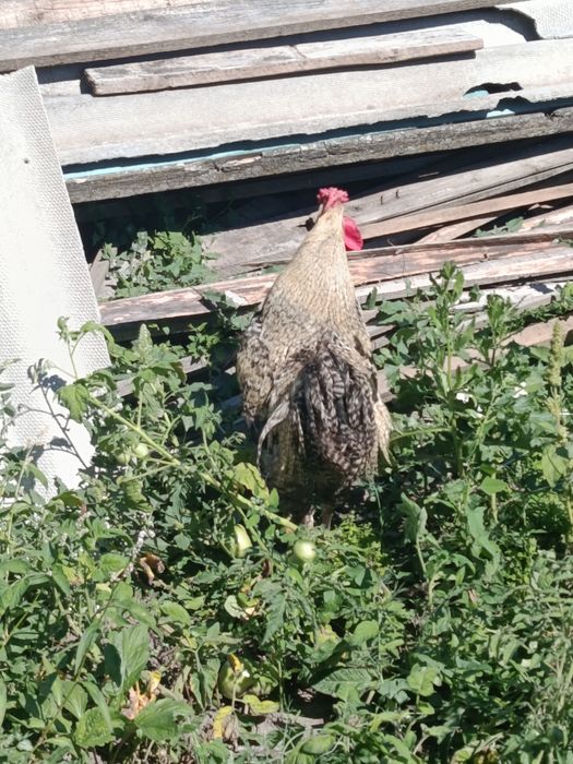 Півень породи Домінант