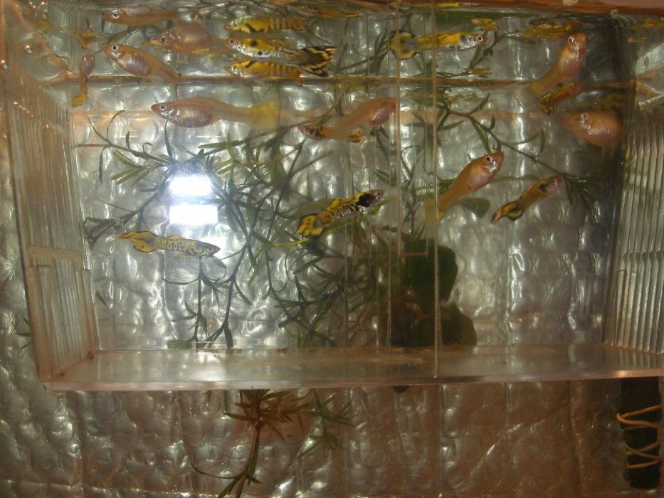 Gupiki Endlera - Yellow-Tiger[promocja]