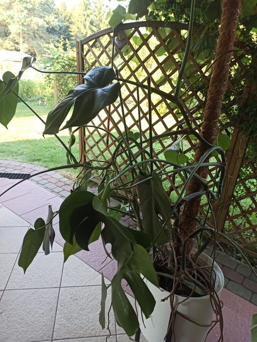 Monstera  roślina