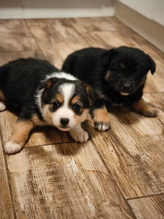 Собачат в добрі руки