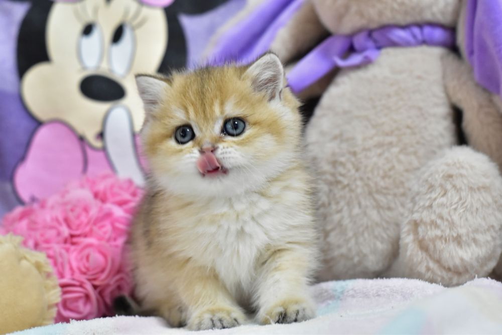 Золота шиншила , дуже лагідна дівчинка