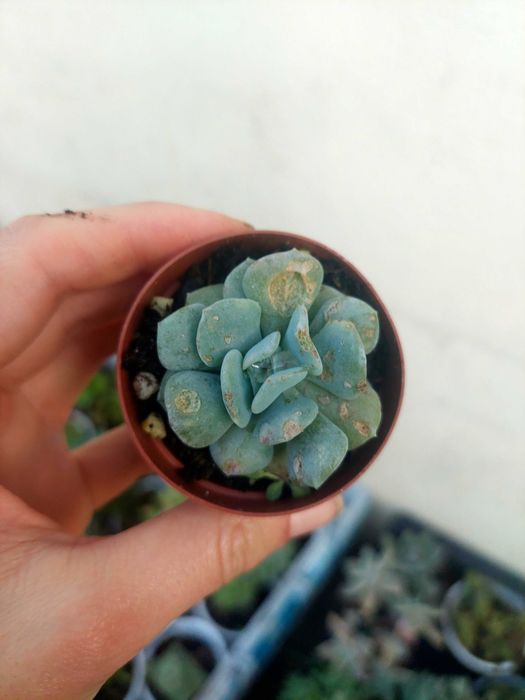 Suculentas 1€ cada