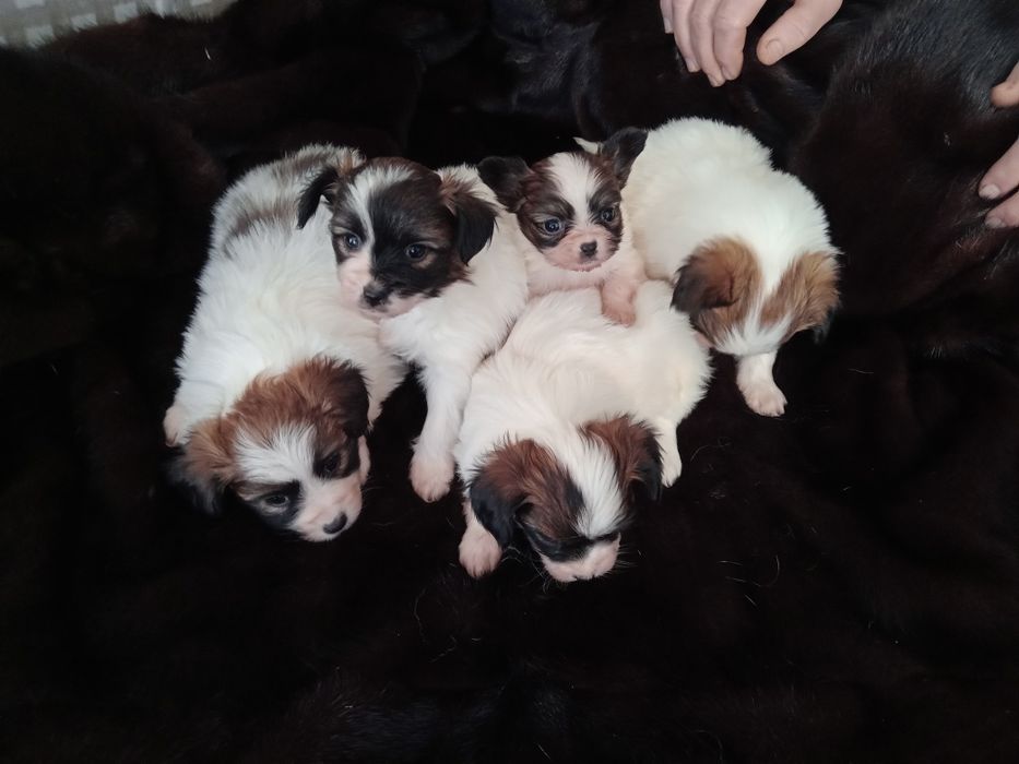 Щенки папильона бабочки