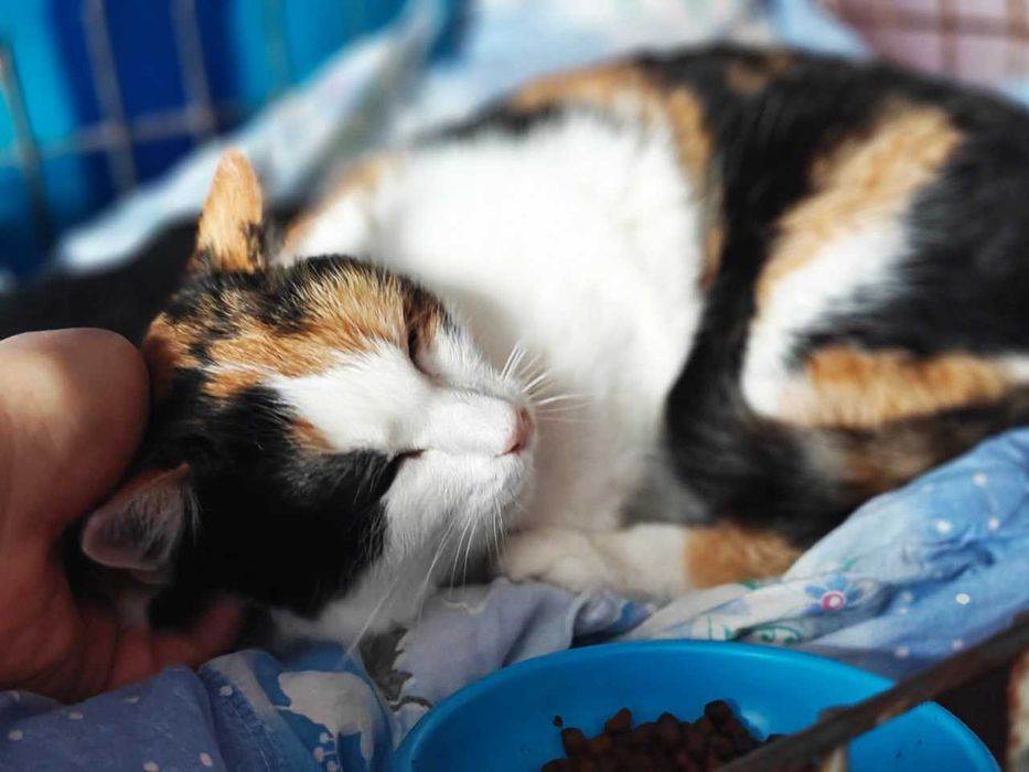 Лагідна Красуня киця Василіска, 2р, шукає тих, хто не зрадить. Коти!