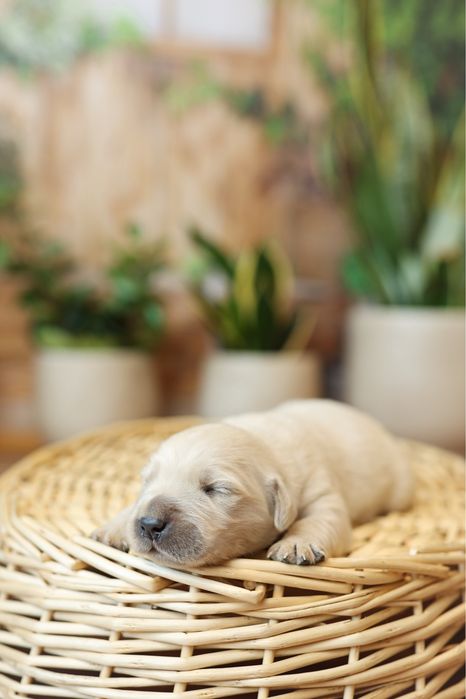 Urocze Golden Retriever ZKwP/FCI