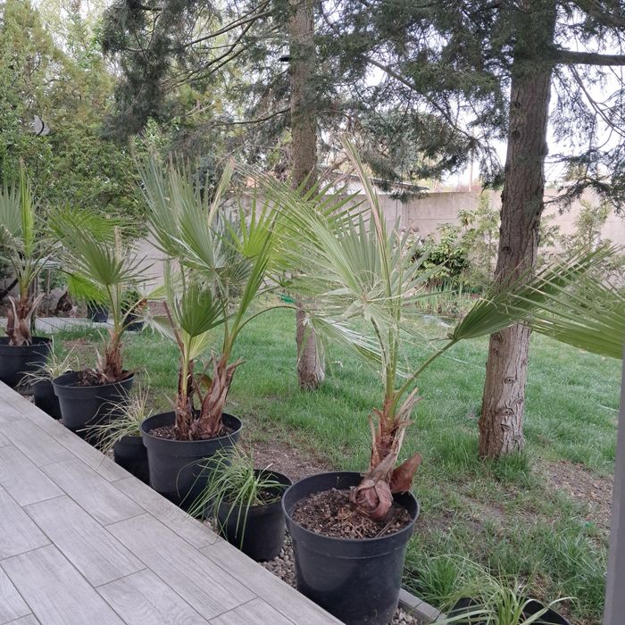 Palma mrozoodporna waszyngtonia washingtonia 80-100cm zimowana