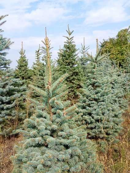Sprzedam choinki świerk kłujący zielony i srebrny