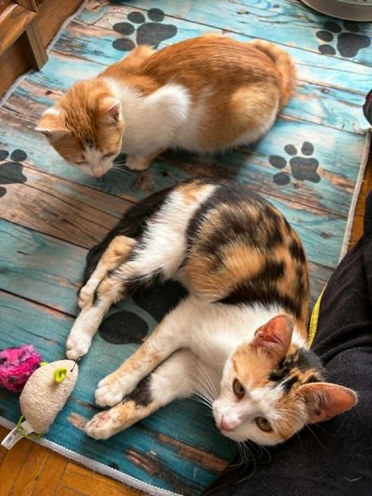 Piękna tricolorka do adopcji