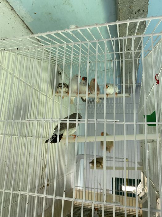 Mandarins de exposiçao 2026