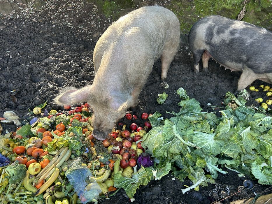 Vendo porcos para abate