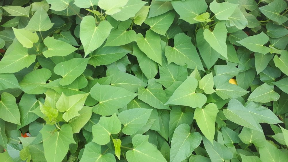 batata doce várias variedades limpas de vírus.