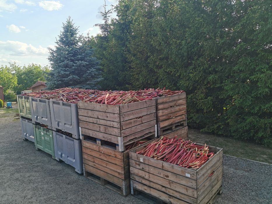 Rabarbar sadzonki z karpy