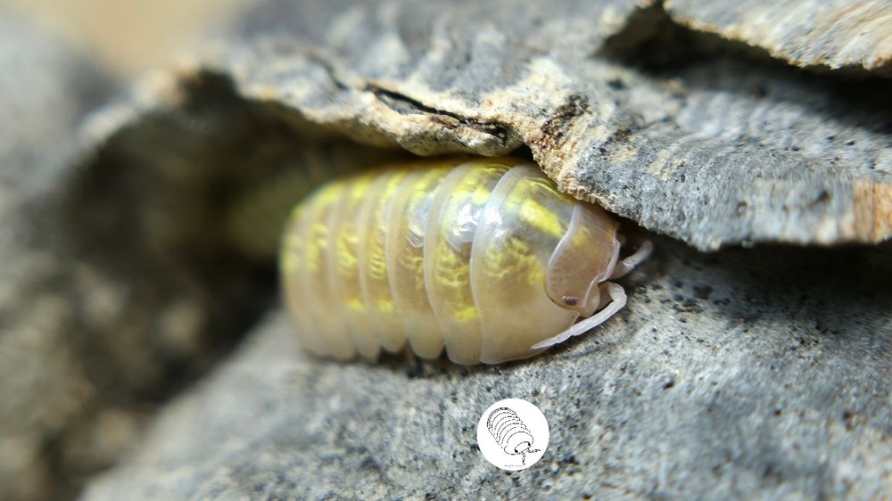Isopody, prosionki Armadillidium Vulgare Albino T+
