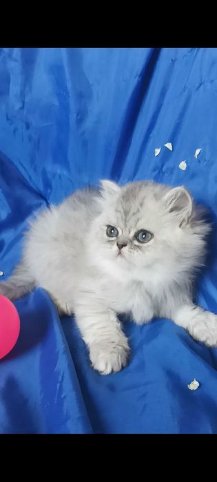 Серебристый шиншилла котёнок мальчик пепельный серый белый