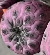 Кактуси; кактусы; opuntia raushii; oпунція рауші