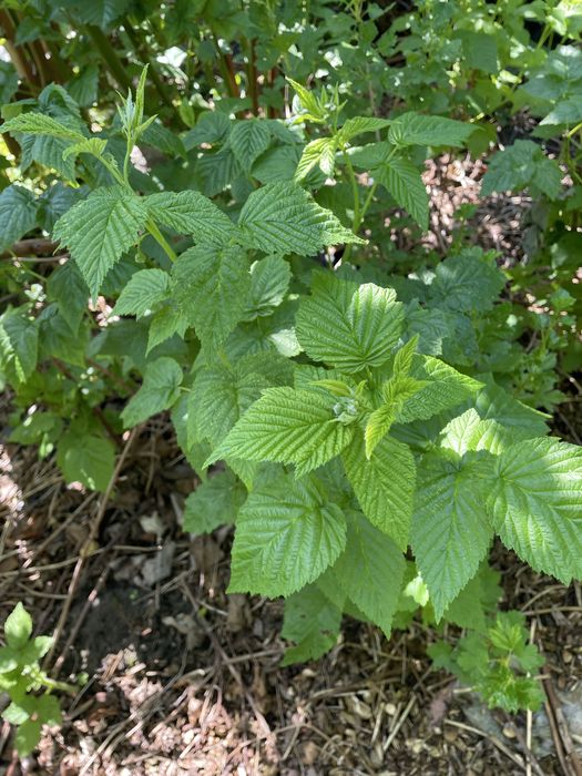Sadzonka maliny czerwonej kopana z gruntu