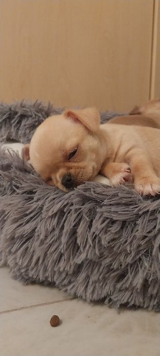 Chihuahua dziewczyneczka ZKWP