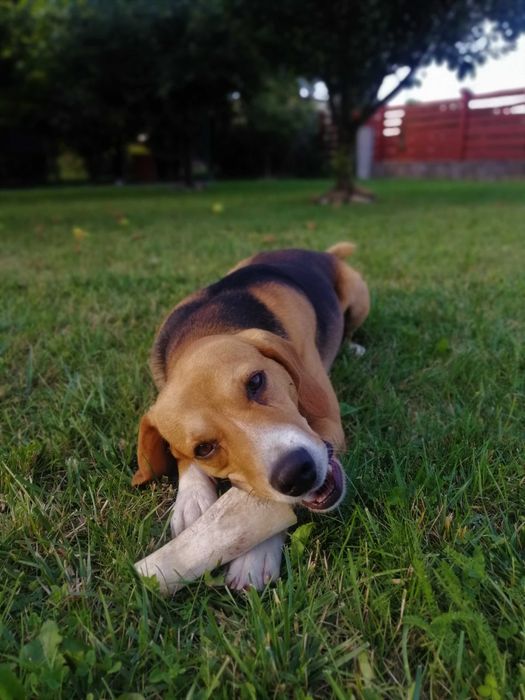 Zaginął: beagle (Ostrów - Wierzchosławice)