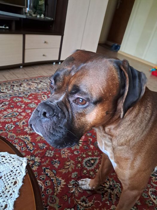 Вязка кобель боксер